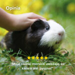1000410 Ecommerce Care+ Nature_Guine pig_PL_2025_08